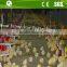 Full automatic feeding and drinking system broiler raising equipment price