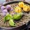 Chinese tranditional style dim sum steamer set made of Mao bamboo