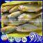 Whole round yellow croaker fish price for market sale