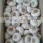Fresh Garlic Natural Garlic