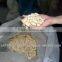Cashew Nut