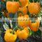 fresh sweet colorful pepper