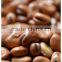 Good Quality Dry Broad Bean/fava grain crop/pulses