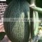 Hybrid muskmelon seeds hami sweet melon for sale No.7