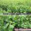 red seedless grape vine trees seedling