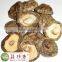 Free shipping Premium dried flower shiitake mushroom China spawn cultivation