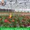 Low Cost Polycarbonate Greenhouse for Plant Grow