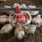 Goldenest wholesale pan feeder for boiler farm equipment used in poultry farming equipment chicken house JCJ01-OP05