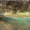 fruit tree,harvest olive net