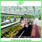 High-tech Greenhouses and Hydroponic Systems for Professional Growers