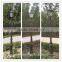  China hot sell cast iron outdoor light pole , garden light pole , cast iron light pole