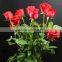 Natural long stem flowers fresh cut flowers ecuador flower wholesaler carola in good service