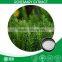 Factory Supply 98% Antioxident High Purity Rosemary Extract Ursolic Acid