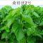Mulberry seeds mulberry tree seedling Guangxi sang te you 2 Mulberry for sericulture