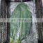 Frozen Dong Leaves High Quality WHOLESALE PRICE From VIETNAM