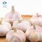 Fresh peeled garlic bulk