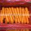 Chinese New Season Bulk Fresh Carrot