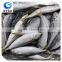 wholesale fish horse mackerel