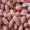 Factory directly sales peanuts kernel/red skin/blanched/fried/roasted