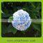 Natural touch preseved hydrangea flowers as the bouquet ball in wedding