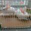Wholesale Low carbon steel galvanized welded rabbit cage wire mesh