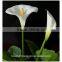 the valentine's day flower fresh cut white Alocasia flower from yunnan