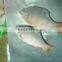 Red Tail Tinfoil Barb
