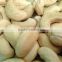 Cashew Nut