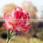 Fresh cut flower carnation Dianthus caryophyllus