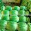 Nylon monofilament fishing net---0.15mm---3.5CM