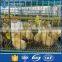 cheapest high quality poultry shed layer cage for Kenya