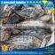 Seafrozen skipjack for sell, frozen skipjack tuna price, frozen skipjack tuna whole round