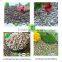 Shine skin Pumpkin seeds kernels good quality hot sale bulk raw for human consumption