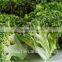 Supplying Best Price Vacuum Fried VF Dried Brocoli Crips for Sale