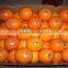 New Crop Fresh Naval Orange