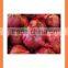 bulk FOR SALE Fresh Red Onion