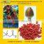 GMP certified factory supply 100% natural Ningxia Goji wolfberry