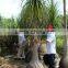 Beaucarnea Recurvata Lem Nolina Recurvata of Outdoor Landscape Ornamental Decorative Trees Plants