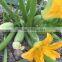 SQ16 Cuty very early maturity baby pick hybrid squash seeds