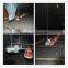 chicken broiler pan feeding line