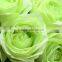 Fragrant aroma hot selling fresh cut rose flowers