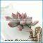 Can Custom Polymer Clay Succulent Jewelry Miniature Plant Wedding Succulent Jewelry