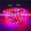 Full spectrum plant Grow LED Strip Light 5M 5050 LED Flower Plant  Growth lamps For Greenhouse Hydroponic Plant Growing