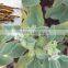 Fine Grade Withania Somifera Powder Sale And Export