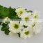 Best quality useful white chrysanthemum flowers