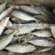 frozen indian mackerel importers
