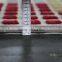 Welcome new fashion color grid design rugs carpet of indoor and outdoor YB-A028