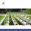 Agricultural Greenhouse Flat Hydroponics