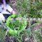 3.7gallon Super PE Plastic Garden Buckets With Handles