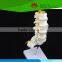 Most popular Lumbar spinal column with sacral and coccyx bones model